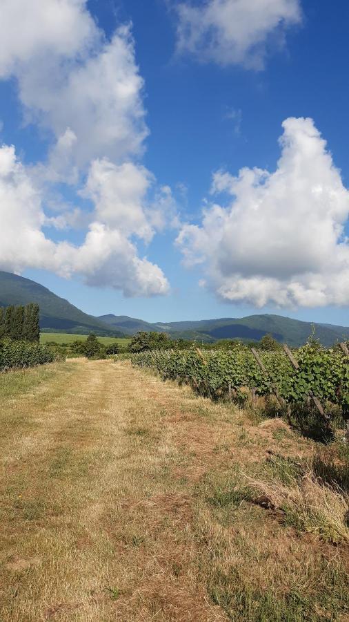 Ravissant Studio Dans Un Cadre Agreable Soultz-Haut-Rhin Екстер'єр фото